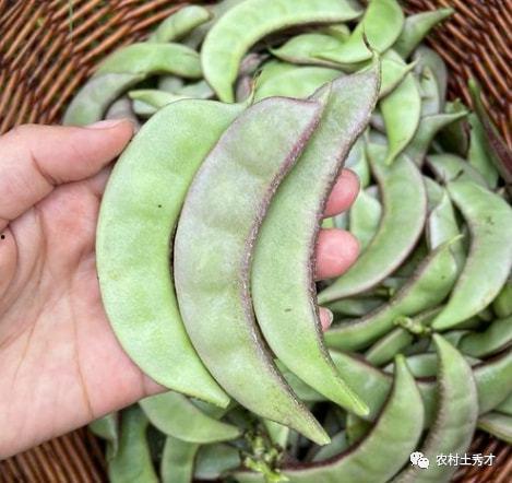 蓝锁吃谷瓜,探寻谷瓜背后的神秘传说