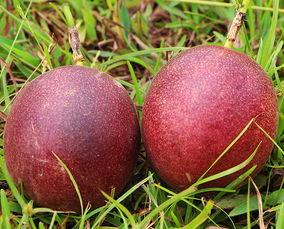 网红大余果,网红美食背后的故事与魅力