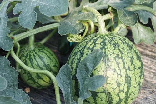 瓜什么时候吃,探寻最佳食用时节的奥秘