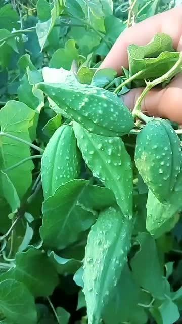 瓢瓜葫芦怎么吃,解锁美味新体验