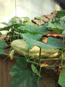 哪些瓜叶子可以吃,盘点那些美味又营养的绿色食材