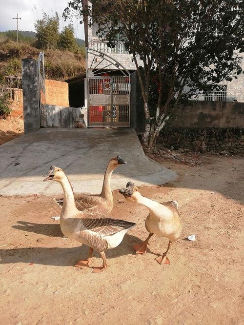 吃瓜鹅栖息地,自然奇观与生态奥秘